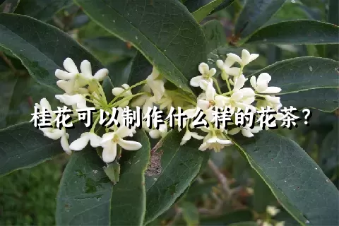 桂花可以制作什么样的花茶？