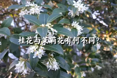 桂花与茉莉花有何不同？