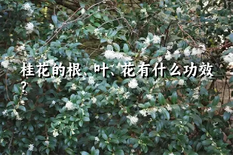 桂花的根、叶、花有什么功效？