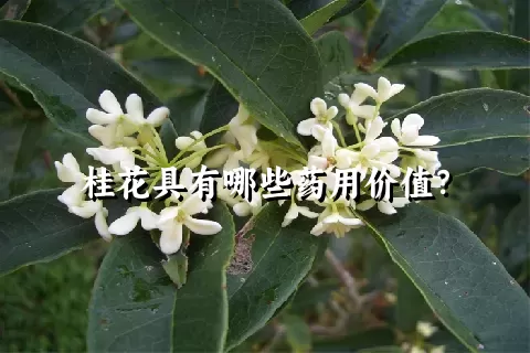 桂花具有哪些药用价值？