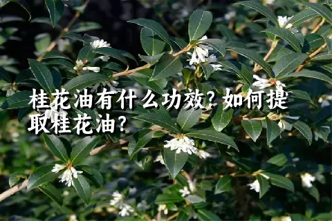 桂花油有什么功效？如何提取桂花油？