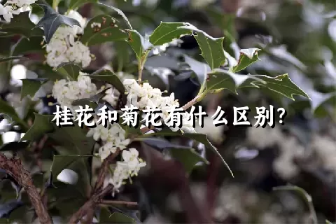 桂花和菊花有什么区别？