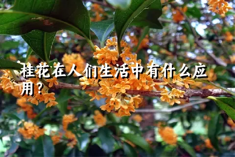 桂花在人们生活中有什么应用？