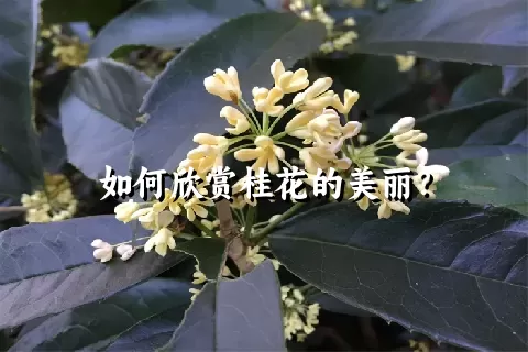 如何欣赏桂花的美丽？