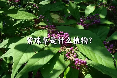 紫珠草是什么植物？