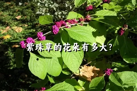 紫珠草的花朵有多大？