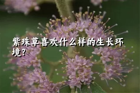 紫珠草喜欢什么样的生长环境？