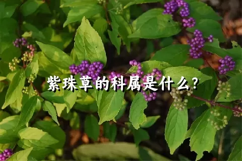 紫珠草的科属是什么？