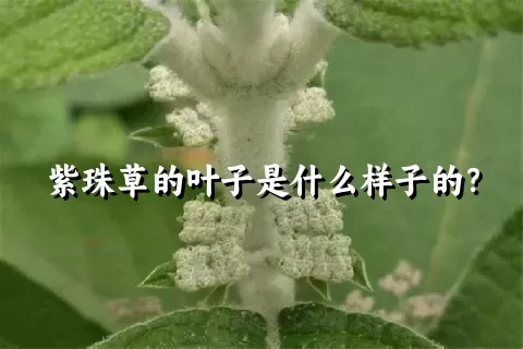 紫珠草的叶子是什么样子的？