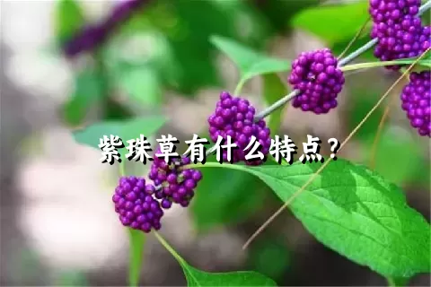 紫珠草有什么特点？