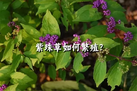 紫珠草如何繁殖？