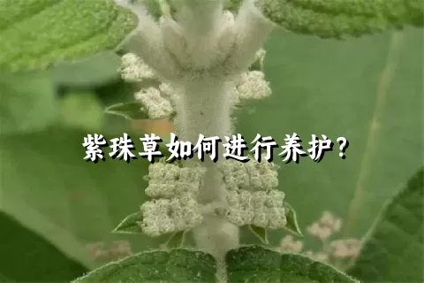 紫珠草如何进行养护？