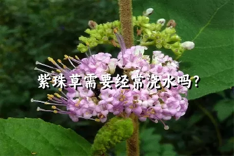 紫珠草需要经常浇水吗？