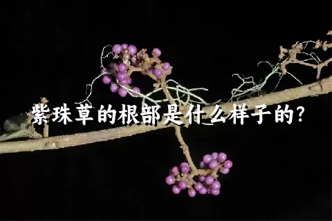 紫珠草的根部是什么样子的？