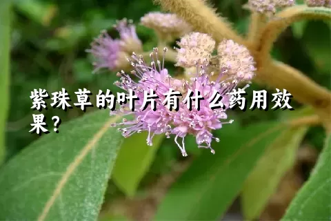 紫珠草的叶片有什么药用效果？