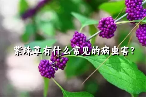 紫珠草有什么常见的病虫害？