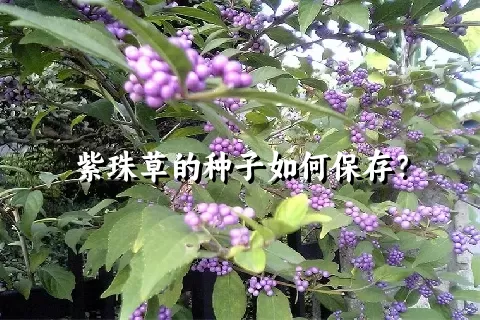 紫珠草的种子如何保存？