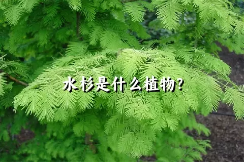 水杉是什么植物？