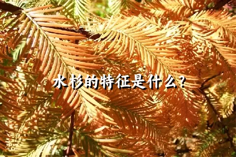 水杉的特征是什么？