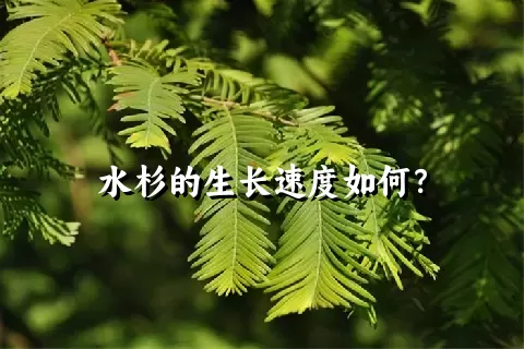 水杉的生长速度如何？