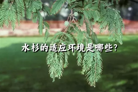 水杉的适应环境是哪些？