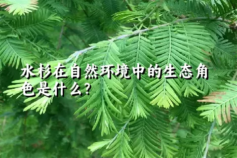 水杉在自然环境中的生态角色是什么？