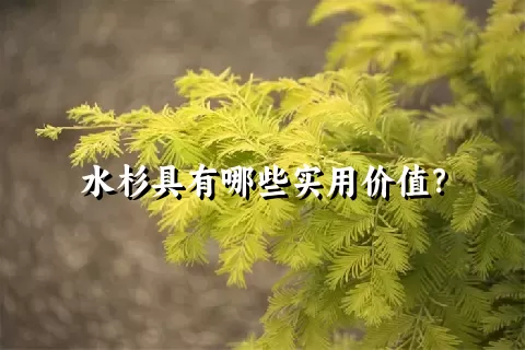 水杉具有哪些实用价值？