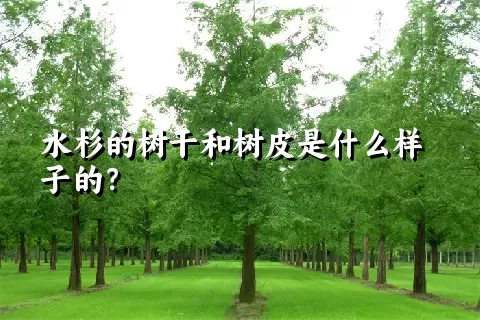 水杉的树干和树皮是什么样子的？