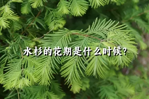 水杉的花期是什么时候？