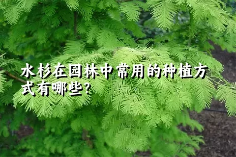 水杉在园林中常用的种植方式有哪些？