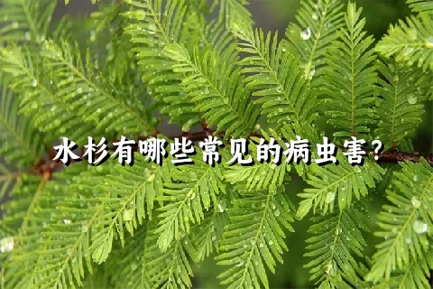 水杉有哪些常见的病虫害？