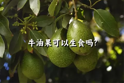 牛油果可以生食吗?