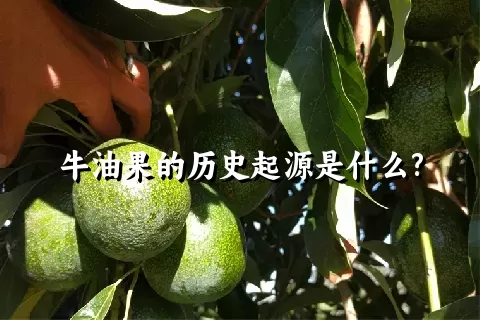 牛油果的历史起源是什么?