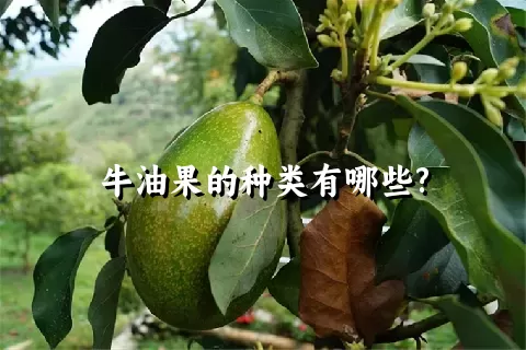 牛油果的种类有哪些?