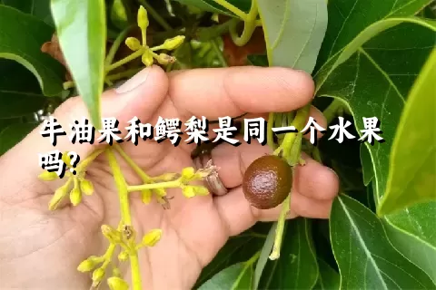 牛油果和鳄梨是同一个水果吗?