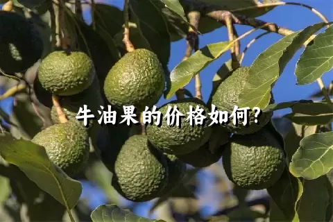 牛油果的价格如何?