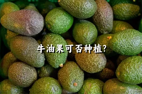 牛油果可否种植?