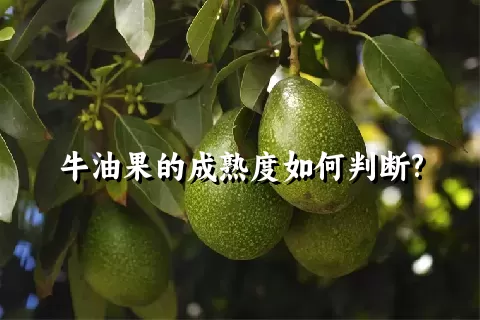 牛油果的成熟度如何判断?