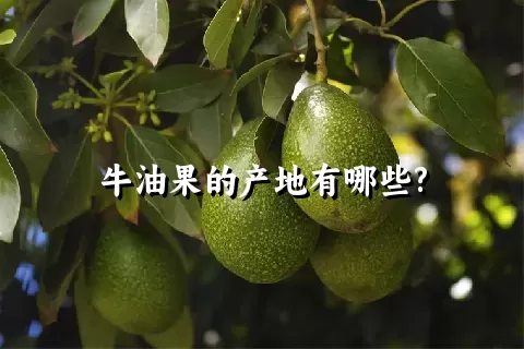 牛油果的产地有哪些?