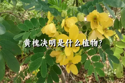 黄槐决明是什么植物？