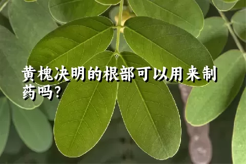 黄槐决明的根部可以用来制药吗？