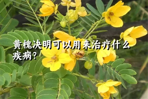 黄槐决明可以用来治疗什么疾病？