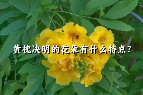 黄槐决明的花朵有什么特点？