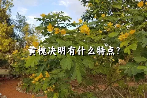 黄槐决明有什么特点？