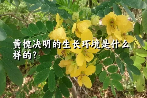 黄槐决明的生长环境是什么样的？