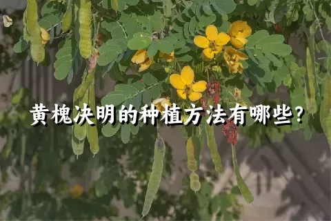 黄槐决明的种植方法有哪些？