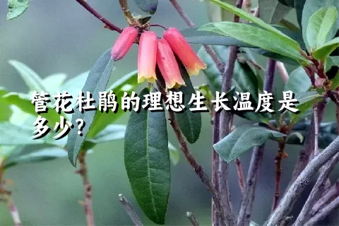 管花杜鹃的理想生长温度是多少？