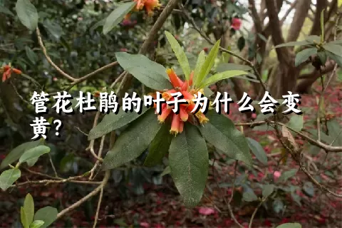 管花杜鹃的叶子为什么会变黄？