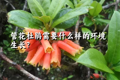 管花杜鹃需要什么样的环境生长？