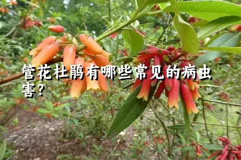 管花杜鹃有哪些常见的病虫害？